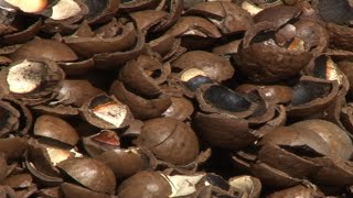 How to make Briquettes in Kenya Macadamia [upl. by Steen]