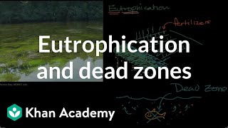 Eutrophication and dead zones  Ecology  Khan Academy [upl. by Engedus2]