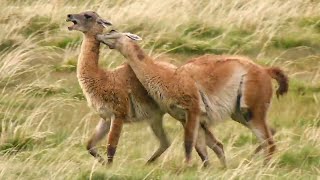 The Wild Patagonia Collection  Top 5  BBC Earth [upl. by Rengaw285]