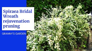 SPIRAEA BRIDAL WREATH REJUVENATION PRUNING [upl. by Gideon235]