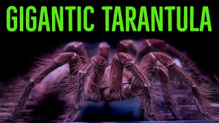 Goliath Birdeater Theraphosa blondistirmiapophysis Care amp Husbandry [upl. by Marla454]