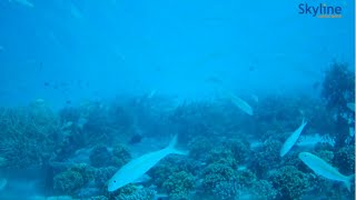 Live Underwater Cam from the Maldives  Live cameras around the world [upl. by Blight]