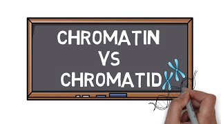 Chromatin Vs Chromatid  What is the Difference  Pocket Bio [upl. by Guillema]