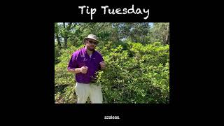 When and How to Prune Azaleas [upl. by Aurea434]