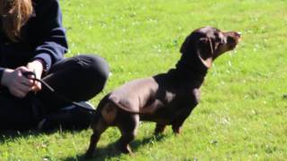 All you need to know about Dachshunds [upl. by Cullie]