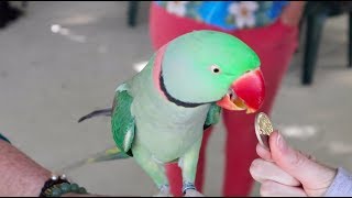 Pierre the Alexandrine Parakeet LOOK HOW SMART [upl. by Neumann206]