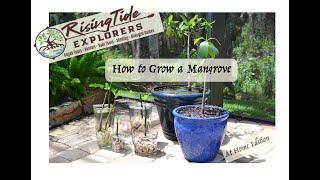 How to grow your own Mangrove [upl. by Wendel]