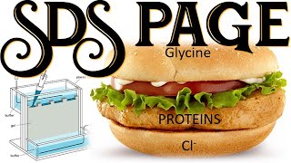 SDS PAGE II Protein Electrophoresis Sodium Dodecyl Sulfate Polyacrylamide Gel Electrophoresis [upl. by Sundberg297]