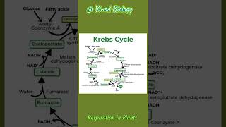 Respiration in plants  Neet cbse Ncert [upl. by Jeb]