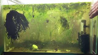 Scuds Daphnia Cherry Shrimp Copepods My aquatic food culture [upl. by Anallese]