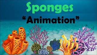 SPONGES  Biology Animation [upl. by Saihtam]