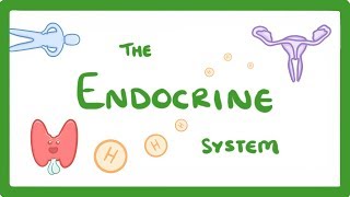 Overview of the Endocrine System [upl. by Yodlem]