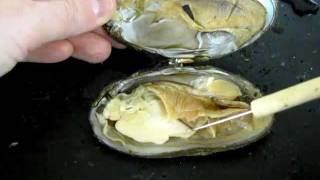 Bivalve Anatomy freshwater mussel [upl. by Enneiluj]