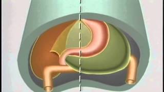 Embryological Development of GastroIntestinal Tract  ACLAND [upl. by Cuttie804]