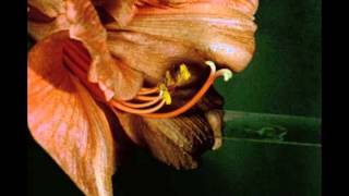 14B Pollination and Fertilization in a Flowering Plant Amaryllis [upl. by Ecneralc]