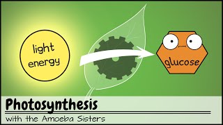 Photosynthesis UPDATED [upl. by Larine]