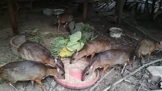 pelanduk  lesser mousedeer  tragulus javanicus [upl. by Eremihc]