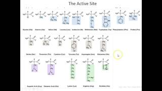 Lecture 7B SetUp for Chymotrypsin Enzymatic Mechanism [upl. by Howlan]