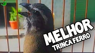 Melhor TRINCA FERRO PARA ESQUENTAR  3 HORAS de Canto Temporada de Trinca Chegando [upl. by Neeka]