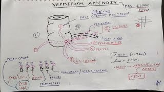 Vermiform Appendix Anatomy  TCML [upl. by Inaflahk]