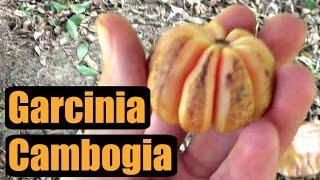 FRESH Garcinia Cambogia Review  Weird Fruit Explorer Ep 157 [upl. by Ul308]