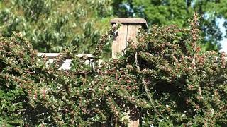 A Living Wall Cotoneaster horizontalis [upl. by Bernarr932]