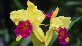 Growing and Repotting Cattleya Orchids [upl. by Lorie774]