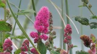 Rose Spirea Spiraea douglasii [upl. by Kermit]