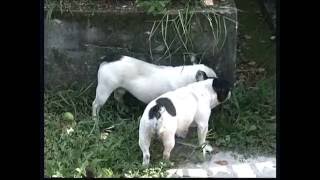 The French Bulldog  Pet Dog Documentary English [upl. by Nalyk]