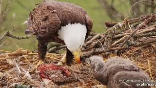 Decorah Eagles North 12 30PM Mr brings in a pheasant and while feeding DN9 he pulls out an egg 03201 [upl. by O'Gowan]