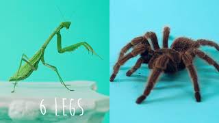 Insect Vs Spider [upl. by Arised]