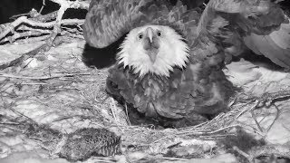 Decorah North Nest  Owl attacks in the night with slo mos  03012019 [upl. by Christian]