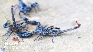 How to Survive a Scorpion Sting [upl. by Wanyen]