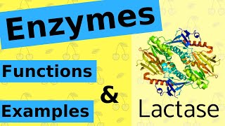 What are Enzymes amp How Do They Work [upl. by Gerg]