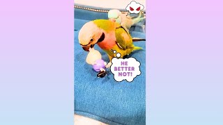 Parakeet Drama Continues Part 2 🦜🔥 [upl. by Leigha]