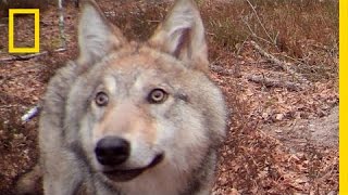 30 Years After Chernobyl Nature Is Thriving  National Geographic [upl. by Jurdi]