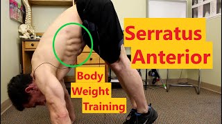 The Best Serratus Anterior Exercises At Home No Equipment [upl. by Medardas612]