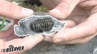 Ask A Scientist  What is a Trilobite [upl. by Lai407]