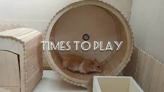 DIY Hamster Wheel [upl. by Arney352]