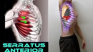 SERRATUS ANTERIOR  6 Functional Exercises [upl. by Orthman]