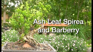 Ash Leaf Spirea amp Barberry Daves Bonsai E218 [upl. by Aisel]