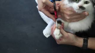 How to clip cats claws  Vet Advice [upl. by Corabel]