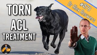 The Best Torn Dog ACL Treatment  Surgery or Home Management  Dog Care Vet Advice [upl. by Iramohs886]