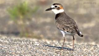 Wilsons Plover Call [upl. by Tiduj]