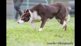 Rua fully trained sheepdog [upl. by Trik]