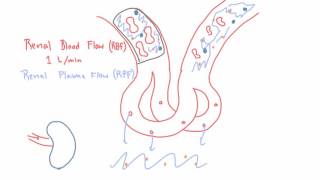 Renal Blood Flow RBF and Renal Plasma Flow RPF [upl. by Querida]