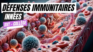 Les défenses immunitaires innées SVT Collège [upl. by Crowley810]