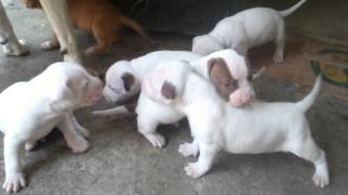 Pelea Cachorros pitbull [upl. by Zea779]