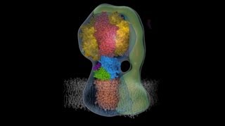 Molecular animation of ATP synthase [upl. by Layney]