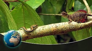 Flying lizards  A day in the wonderful rainforests of Borneo [upl. by Pedaias]